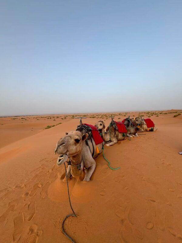 3 Days desert Tours
