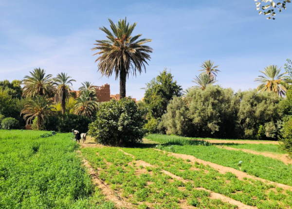 from the Atlas to the Sahara