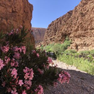 Valley Of Roses